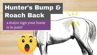 Hunters Bump  Calcification sign horses hips have been out [upl. by Yragerg]