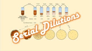 Serial Dilutions of a Bacterial Culture [upl. by Yeliab453]