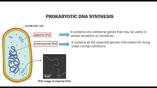 Prokaryotic DNA Replication [upl. by Ferna284]