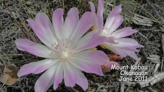 Lewisia rediviva [upl. by Peggy318]