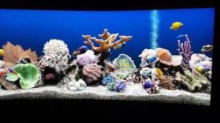 SereneScreen Marine Aquarium  LG 34UC88B 3440x1440 Monito [upl. by O'Conner837]