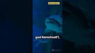 Meet Nanaue The King of Sharks  NaturesEye11 shorts shark nanaue [upl. by Pressman]