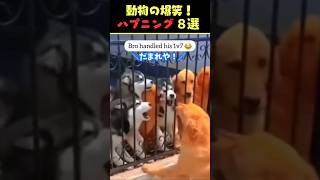 Xで78億回バズった動物ハプニング動画8選！8Animal Happenings Videos That Got 780 Million Buzz on X犬猫動物ペット [upl. by Ahseat]