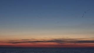 Pinkfooted geese going to roost over the Wash [upl. by Miarfe]