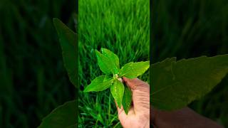 Eclipta prostrataகரிசலாங்கண்ணி brushing the teethherbal tooth plantnatureorganicvillageheaven [upl. by Benedicto209]