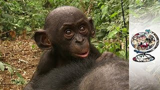 Protecting Congos FreeLoving Bonobos 2010 [upl. by Anilyx955]