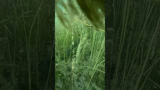 What’s hiding in the weeds Surprising a largemouth bass snorkeling [upl. by Wilmott]