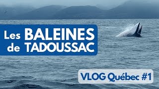 On a vu les BALEINES à TADOUSSAC au CANADA  VLOG Québec 1 [upl. by Nyliram295]