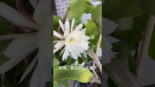 罕見，我家的昙花竟然在白天开花 Epiphyllum blooms during the day [upl. by Jacobo]