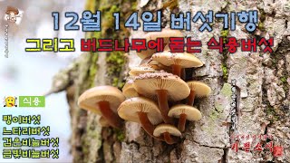 12월 14일 버섯기행  팽이버섯 느타리 검은비늘버섯 송곳니기계충버섯 자색꽃구름버섯 흰구름송편버섯 구름송편버섯운지 좀목이 좀살색구멍버섯 밤갈색조개버섯 [upl. by Adamis48]