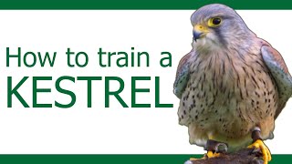 How to train a Kestrel  Part 1 [upl. by Palua745]