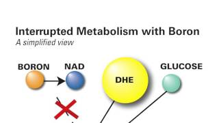 DOT vs Boric Acid Critical Differences [upl. by Airalednac547]