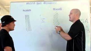 Muscle fiber arrangement PCSA ACSA [upl. by Iblehs]