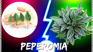 The easiest and fastest way to propagate peperomia rosso [upl. by Meeharb]