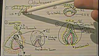 ODONTOGENESIS Logia de la Facultad de Odontología [upl. by Leal]