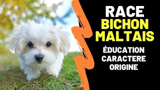 Race de chien Bichon Maltais  Éducation Caractère Alimentation Inconvénients Entretien Prix [upl. by Normac322]