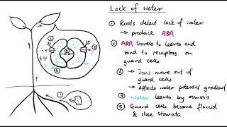 A2 Biology  Plant responses to abiotic stress OCR A Chapter 162 [upl. by Burkitt906]