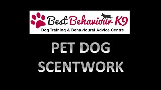 Scentwork Training at BBK9 [upl. by Odlauso764]