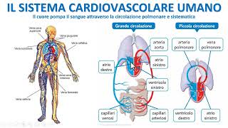 IL SISTEMA CIRCOLATORIO UMANO [upl. by Jacquet166]