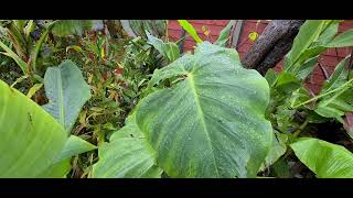 Introduction to my garden as we get ready for winter [upl. by Mendie]