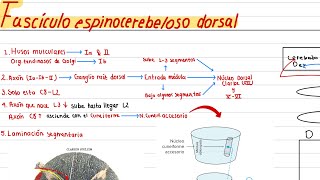 VÍAS ASCENDENTES FASÍCULO ESPINOCEREBELOSO DORSAL PROPIOCEPCIÓN INCONSCIENTE AFIFI MÉDULA ESPINAL [upl. by Geerts]