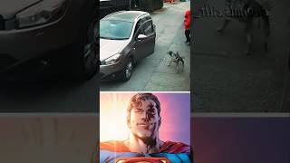 Stray dog Saved the girl shorts superman starman wholesome dog memes [upl. by Atiner286]