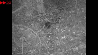 Japanese Field Mouse is Smart Enough to Conceal the Nest Entrance with Fallen Leaves [upl. by Lramaj335]