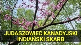 Judaszowiec kanadyjski piękny krzew przekąska dzieci Czirokezów i lek na przeziębienie [upl. by Oimetra984]