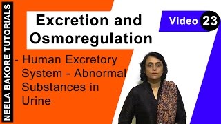 Excretion and Osmoregulation  NEET  Human Excretory System  Abnormal Substances in Urine [upl. by Yeltneb]