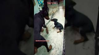 Doberman puppy showing off in front of Mummy 😂 funny trending brunothelabrador shorts [upl. by Marchese]