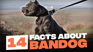 14 Fascinating Facts About Bandogs [upl. by Alby]