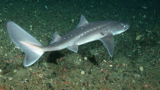 Facts The Spiny Dogfish [upl. by Platt]