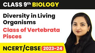 Class of Vertebrata Pisces  Diversity in Living Organisms  Class 9 Biology  202324 [upl. by Ahsin]