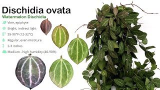 How I Grow Dischidia Ovata Watermelon Live Trick to grow faster  A Garden Cat  EP33 [upl. by Niret540]