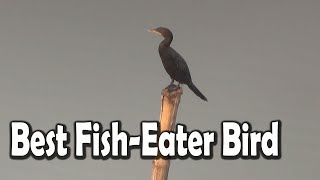 Facts About The Great Cormorant Birds  The World’s Best FishEater Bird [upl. by Nomaid]