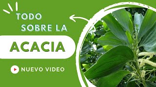 Aprende todos los beneficios de la acacia [upl. by Ssilem]