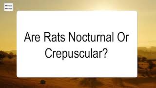 Are Rats Nocturnal Or Crepuscular [upl. by Ithnan]