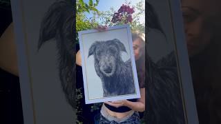 Big deerhound portrait dog deerhound scottishdeerhound [upl. by Popper474]