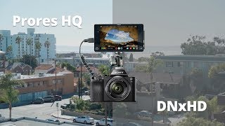 Prores vs DNxHD  Atomos Shogun [upl. by Iams]