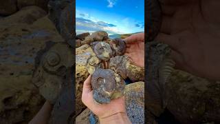 Finding GOLDEN Fossils On The JURASSIC Coast 😵🔨🐊 [upl. by Debora]