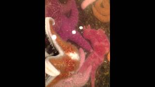 How Do Sea Stars Reproduce [upl. by Sillsby]