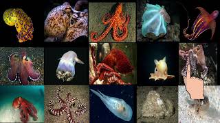 12 types of octopus with pictures [upl. by Bucher121]