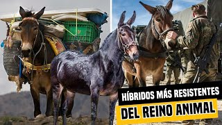 Las INCREÍBLES HABILIDADES de las MULAS los HÍBRIDOS más RESISTENTES y AGILES del reino animal [upl. by Brandt502]