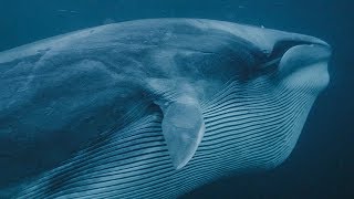 Whales and Orcas Feed Together  BBC Earth [upl. by Dorris]