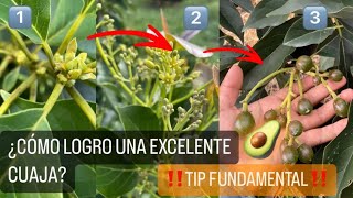 EL MEJOR MOMENTO para CONTROLAR HONGOS E INSECTOS que causan CAÍDA DE FRUTOS EN PALTOS  AGUACATE🥑 [upl. by Norrv]