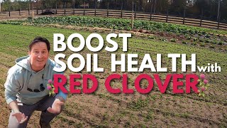 Boost Your Soils Nitrogen Levels Naturally with Red Clover 🍀 [upl. by Ecirpak818]