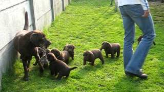 chiots labrador chocolat  lab puppies [upl. by Zetrok]