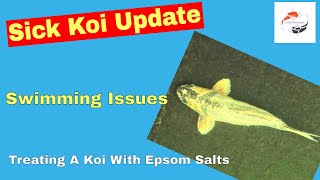 Sick Koi Update Treating A Koi With Epsom Salts Swimming Issues Lethargic Koi [upl. by Dahsar]