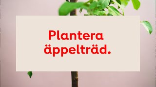 Plantera äppelträd stegförsteg [upl. by Katina500]