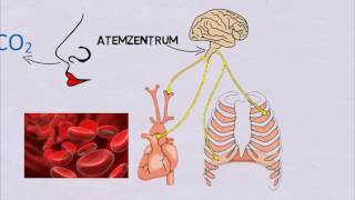 Was passiert beim Hyperventilieren [upl. by Armillda277]